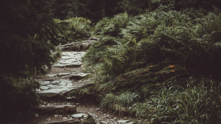 Forest path representing navigating a decision making disorder and complex financial decisions.